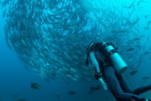 padi open water certification