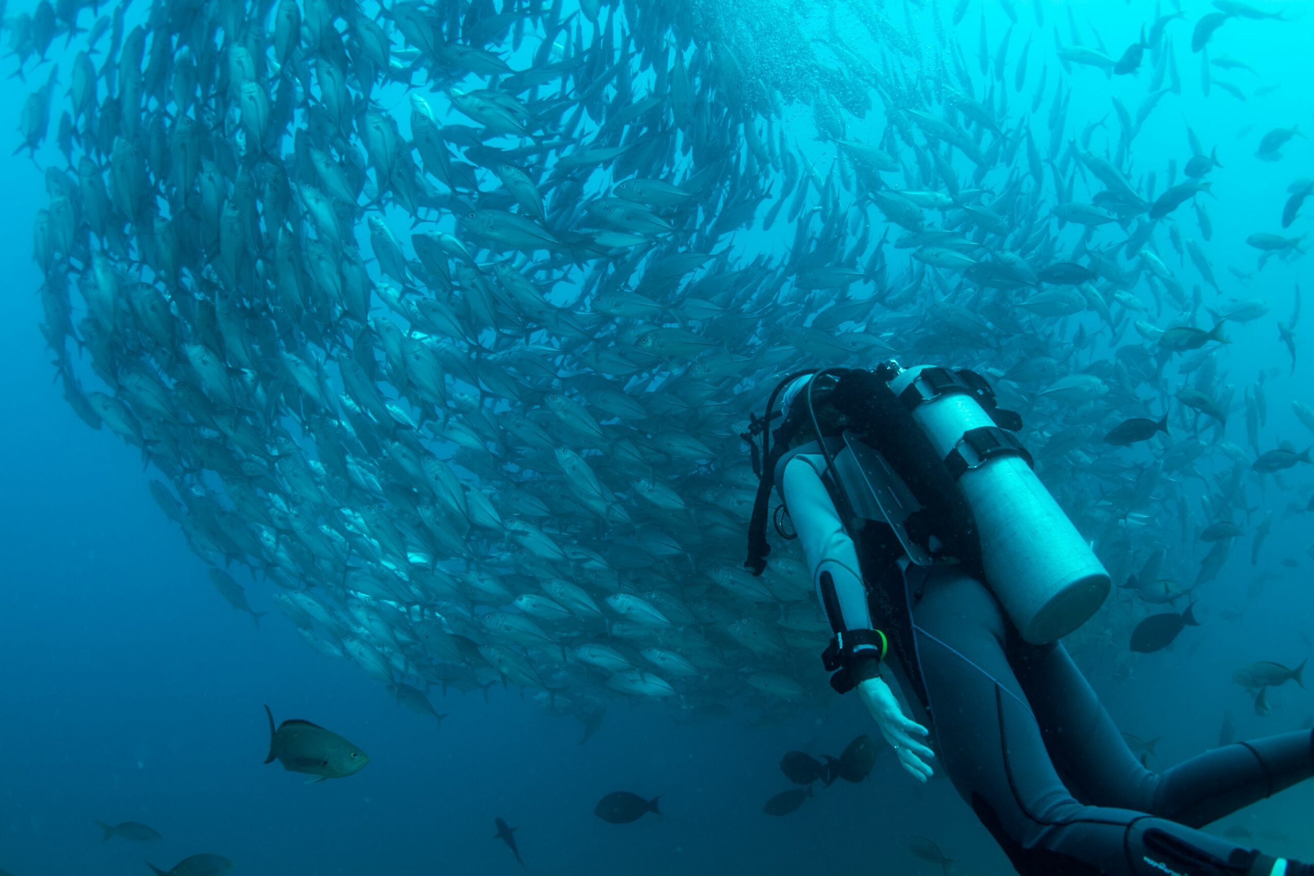 padi open water certification