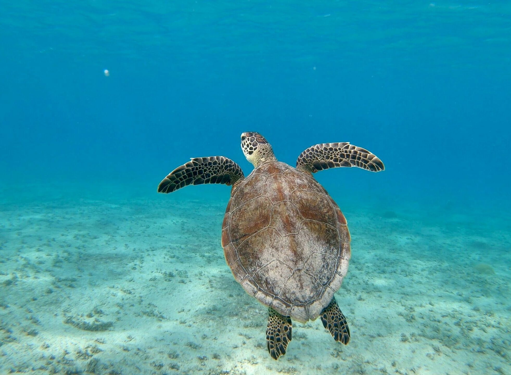 scuba diving fl