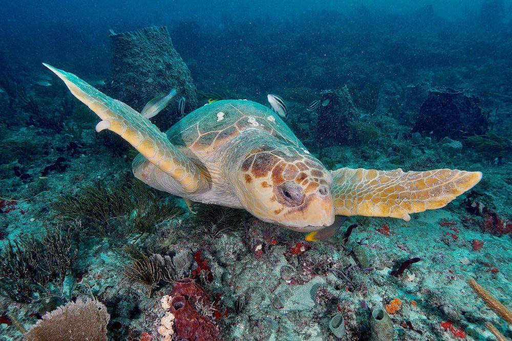 SCUBA Diving Florida