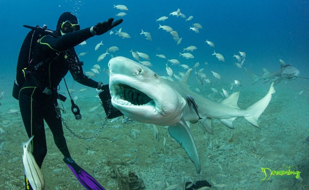 shark diving in west palm beach