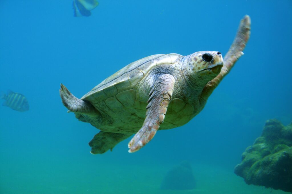 sea turtle, sea diving, dreaming sea diving, scuba diving lessons 
